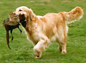 Border Collie and Golden Retrievers Toys and Games hunting gamrs