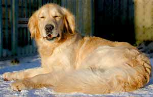 Golden Retriever Daisy enjoying the winter snow and sunshine