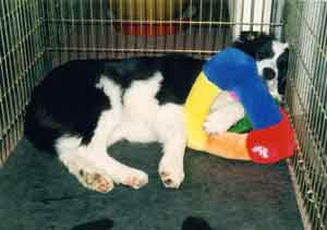 Border Collie and Golden Retriever Advice indoor kennels