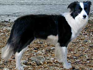 Border Collies and Golden Retrievers dog breeding