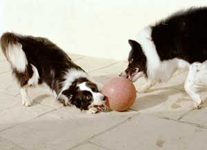 Border Collies: Deborah is also a very competant footballer trained by aunty Cider and practising with cousin Hercules 