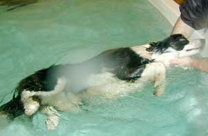 Border Collies: Deborah soon discoverd  that she could float and managed to drop off to sleep whilst in the pool,