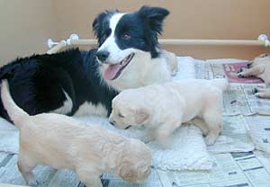 Border Collies: Never happier than when taking care of the babies