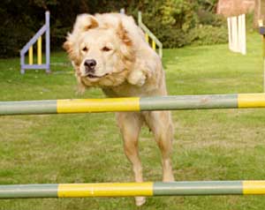 Golden Retriever - Dusty