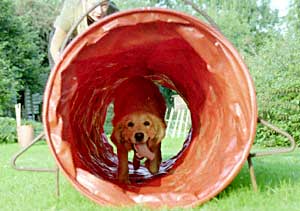 Golden Retriever - Dusty