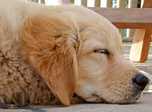 Golden Retriever - Dusty