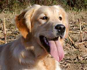 Golden Retriever - Dusty