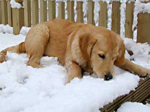 Golden Retriever - Dusty