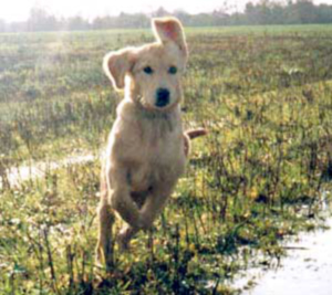 Golden Retriever - Dusty