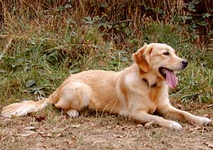 Golden Retriever - Dusty