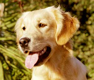 Golden Retriever - Dusty