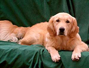 Golden Retriever - Dusty