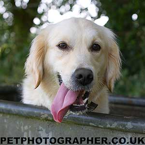 uk golden retriever rescue golden retriever puppies rescue uk photo uk golden retriever rescue golden retriever puppies rescue uk photo