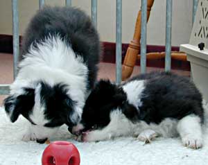 Border Collie puppies playing in a safe, clean and stimulating environment