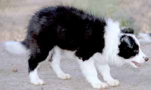 Border Collies: Esther in typical sheepdog stance