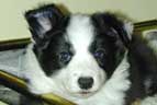 Border Collie Puppies, how we choose our puppies homes