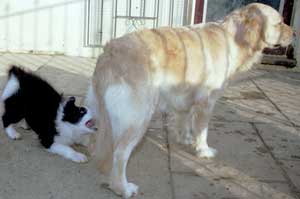 Golden Retriever Isis having her tail pulled by Esther the Border Collie