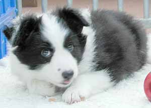 Border Collie Puppy - Esther