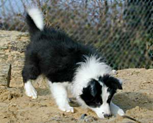 Border Collie puppy playing in the sand pit