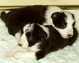 Border Collie and Golden Retriever Advice  2 PUPPIES TOGETHER