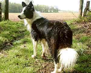 Border Collie - Esther