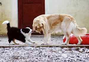 Golden Retriever Isis having her ear pulled by Esther the Border Collie