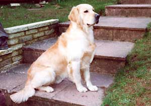 Golden Retriever Glen