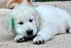 Golden Retriever Puppies