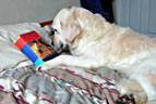 golden retriever books to buy online