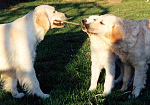 Border Collie and Golden Retrievers Toys and Games ownership games