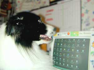 Border Collie hercules at the computer