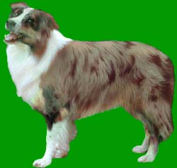 Border Collie Colours Red Merle and Tri