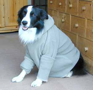 Border Collies Hercules dressed up