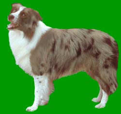 Border Collie Colours Red Merle
