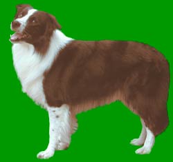 Border Collie Colours Red (brown or liver)