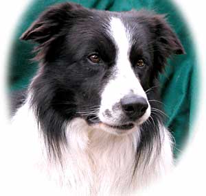 BORDER COLLIE PUPPIES FATHER