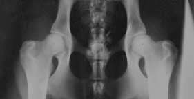 Typical X-ray taken for hip scoring
