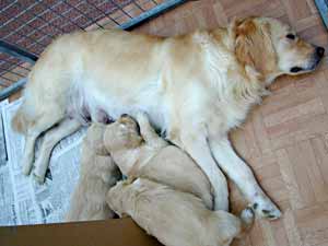 Golden Retriever Puppies with Isis