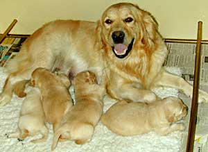 Border Collies and Golden Retrievers dog breeding