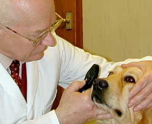 Border Collies and Golden Retrievers dog breeding