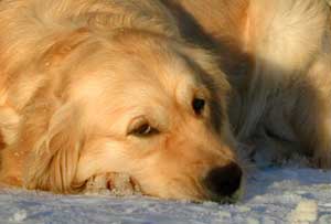 Golden Retriever Isis in the snow in the winter sunshine