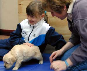 Golden Retriever Lucy gets to know her new family