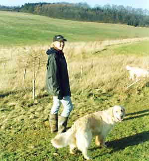 Dog Carer Au Pairs Golden Retriever Primrose out walking with Jenny