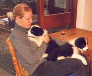 Dog Carer Au Pairs Border Collie Puppies with Jenny