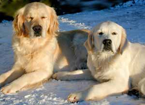 golden Retriever Jet with mother Primorse in the winter sunshine