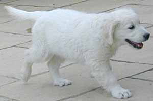 golden Retriever Puppy - Jet at 10 weeks moving very nicely