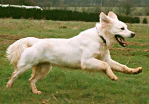 Golden Retriever- jet running