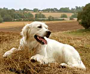 Golden Retriever- jet