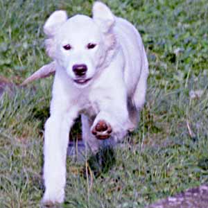 golden Retriever Puppy  Jet in flight