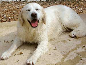 Golden Retriever- jet on the beach